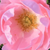 Rose - Rosiers couvre-sol - Sommerwind®
